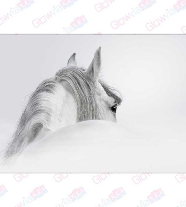 White Horse Art Canvas