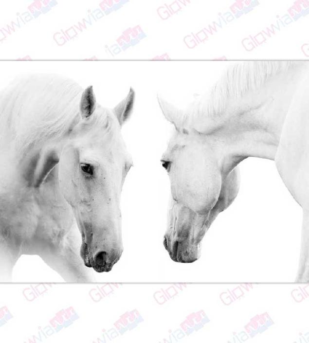 Two White Horse Art Canvas