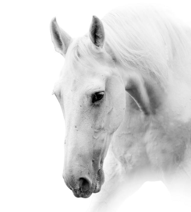 Lovely White Horse Art Canvas