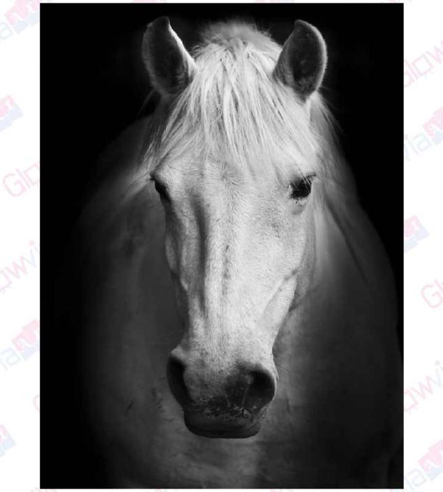 Beautiful Horse Art Canvas