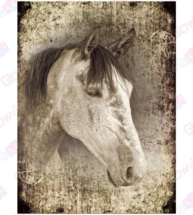Horse Canvas & Frame