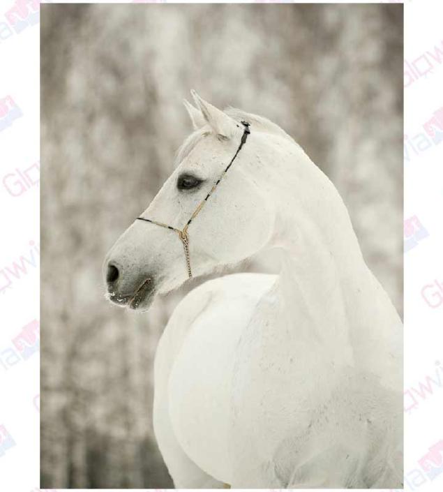 White Horse Canvas & Frame