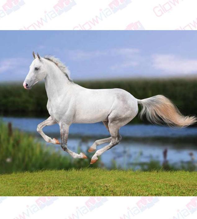 Running White Horse Canvas