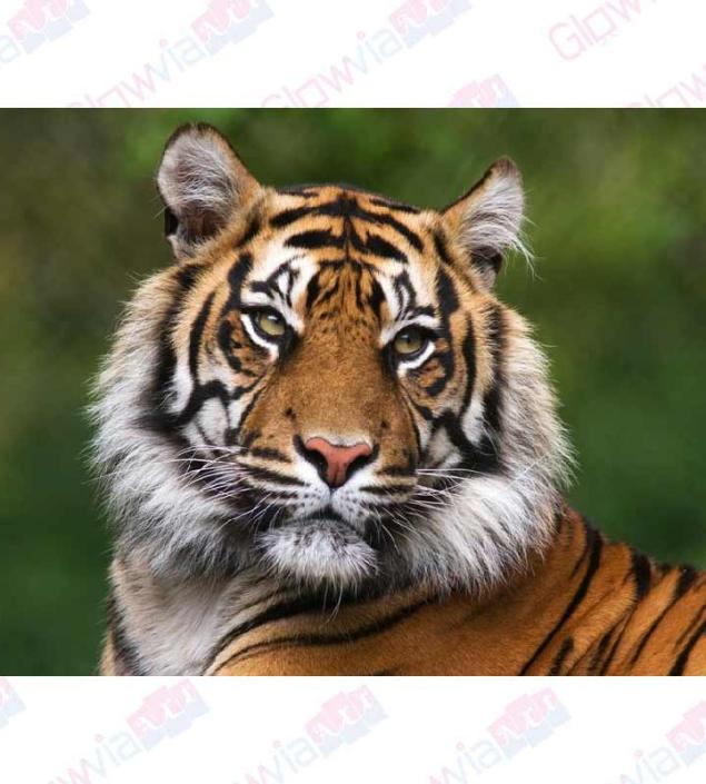 Tiger Face Canvas & Frame
