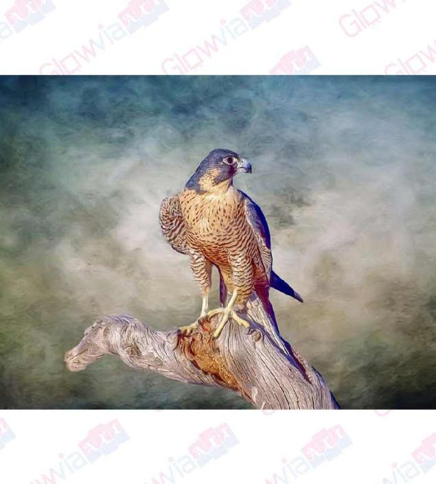 Hawk Art Canvas & Frame