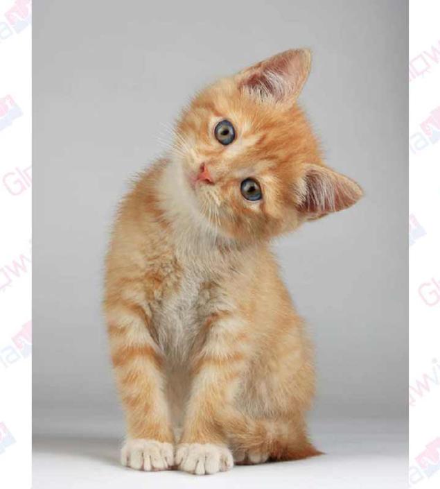 Lovely Cat Print Canvas