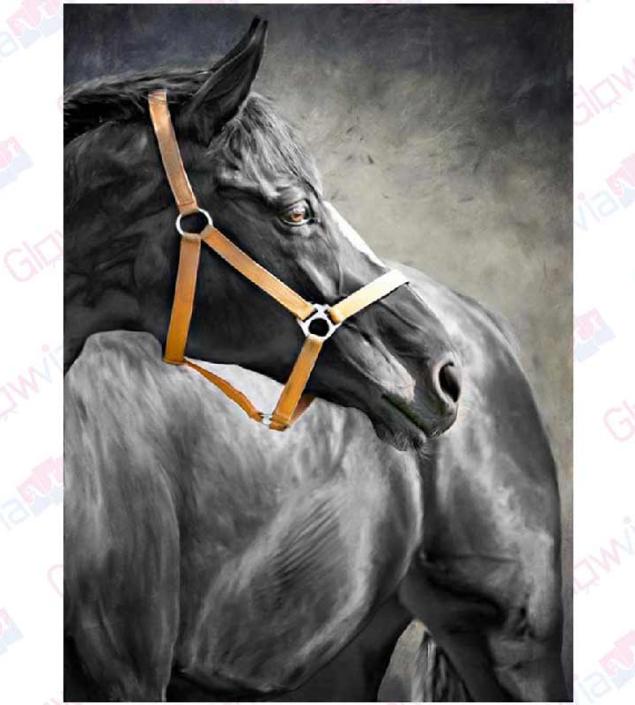 Black Horse Art Canvas