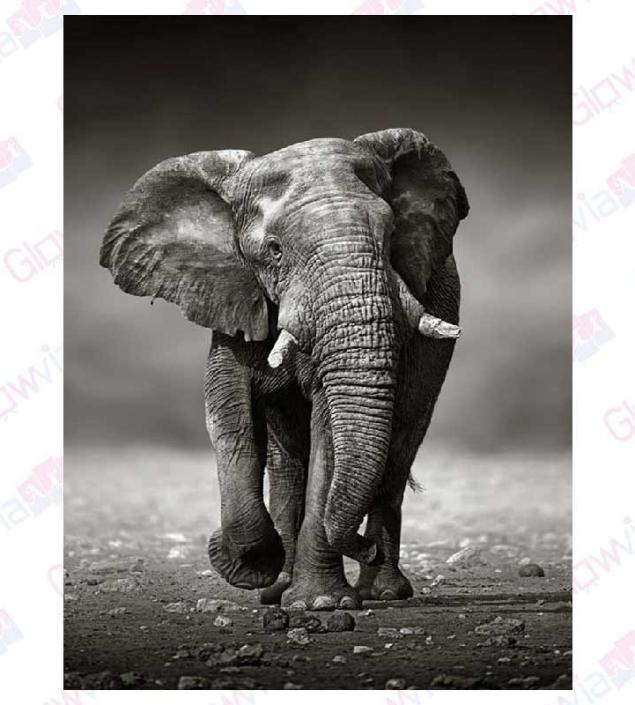 Elephant Print Canvas Frame