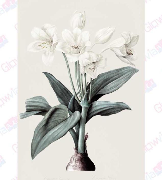 White Flowers Canvas for Wall